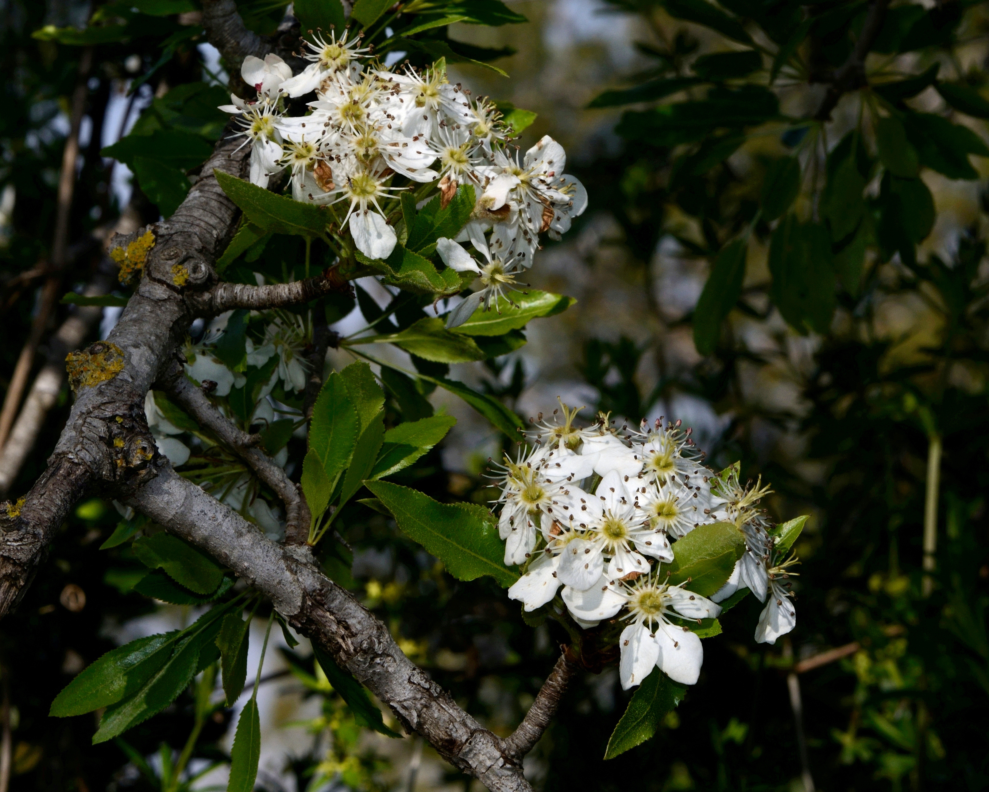 Wild Pear